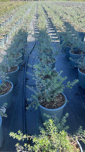 WESTRINGIA FRUTICOSA
