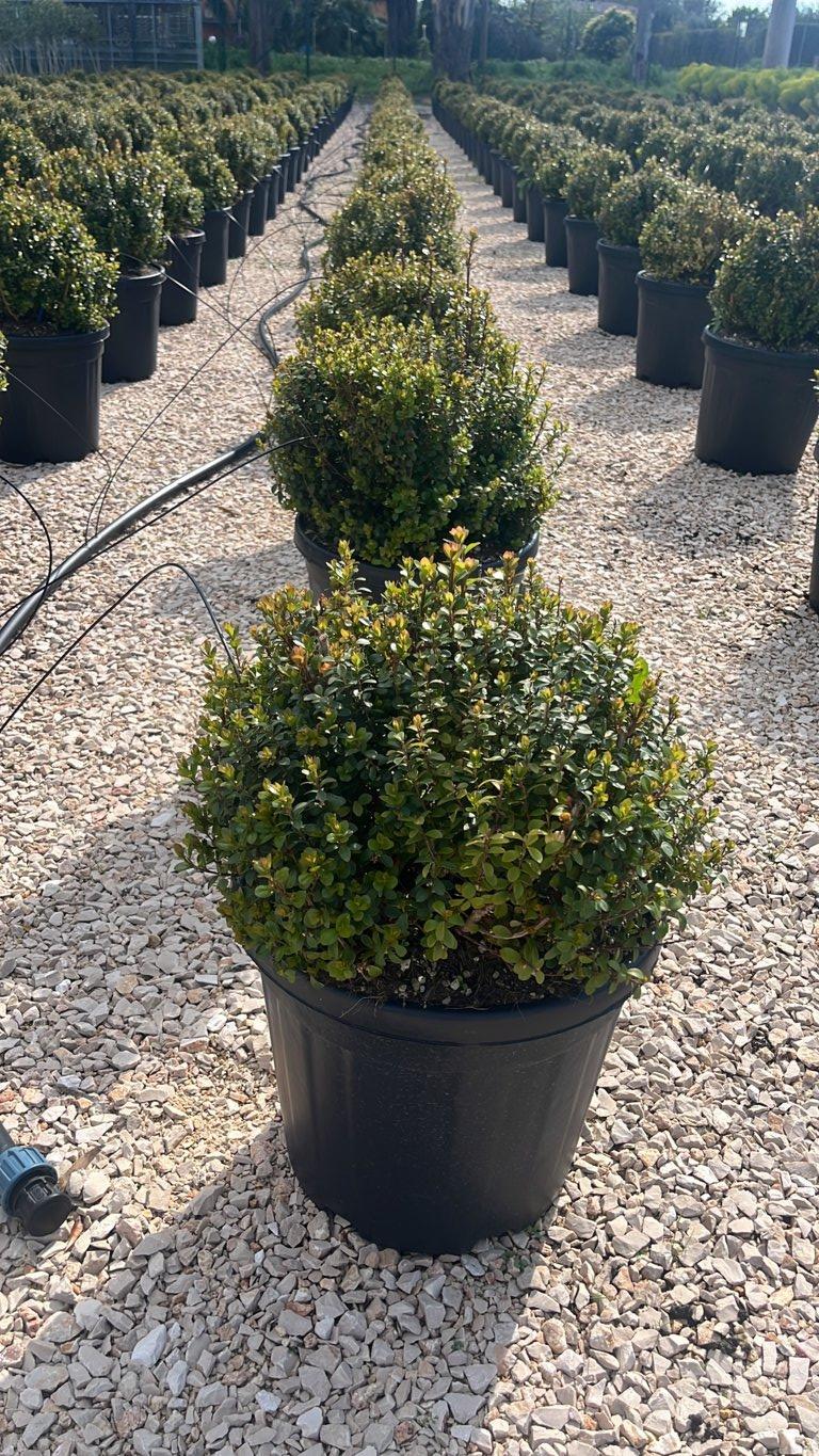 MYRSINE AFRICANA