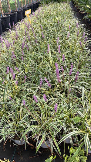 LIRIOPE MUSCARI VARIEGATUM