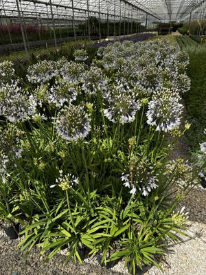 AGAPANTHUS FIRE WORKS