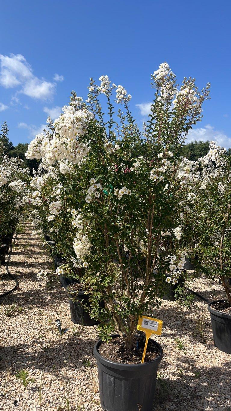 LAGERSTROEMIA INDICA BIANCO GRASSI