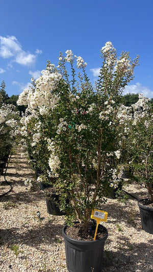 LAGERSTROEMIA INDICA BIANCO GRASSI