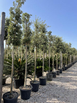 QUERCUS S. ILEX