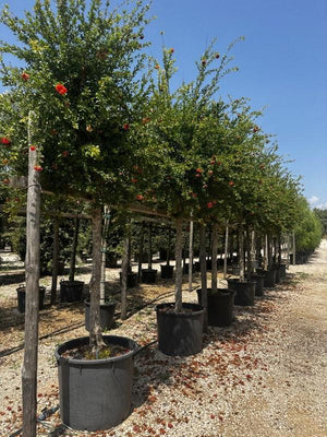 PUNICA F. GRANATUM PLENA