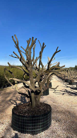 OLEA EUROPEA SYLVESTRIS