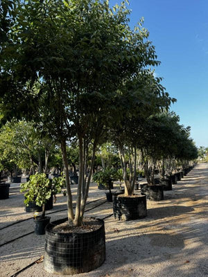 CELTIS AUSTRALIS