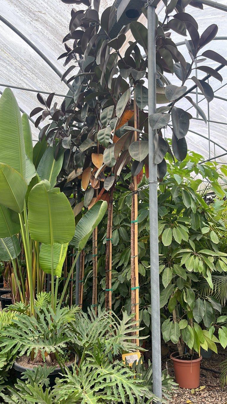 FICUS S. ELASTICA ABIDJAN