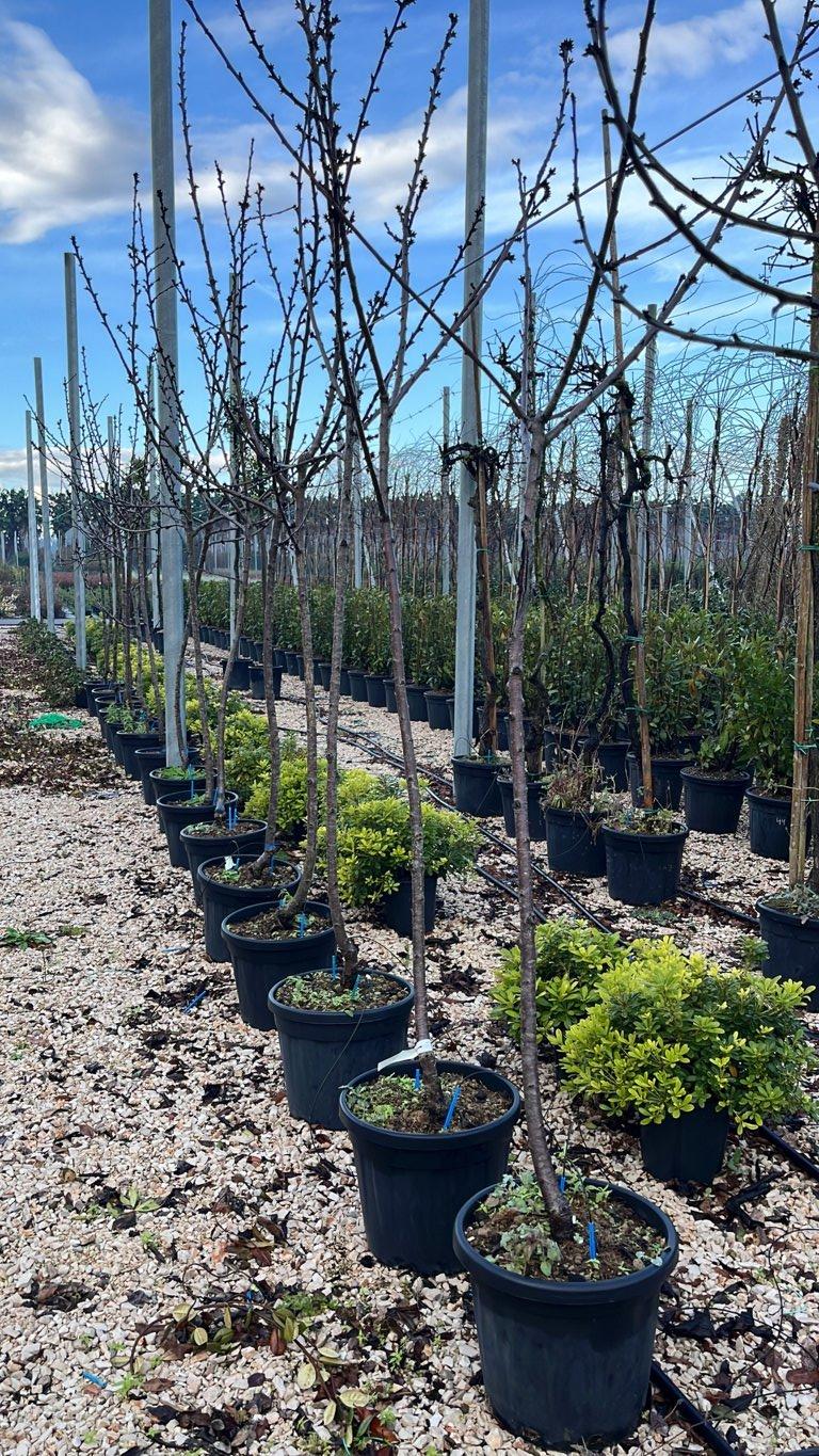 PRUNUS F. AVIUM ROYAL HELLEN