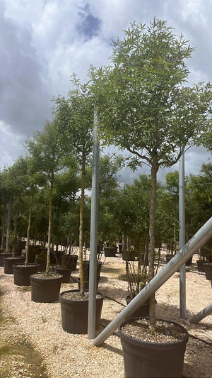 VITEX AGNUS-CASTUS