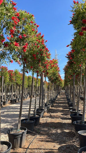 CALLISTEMON CITRINUS SPLENDENS