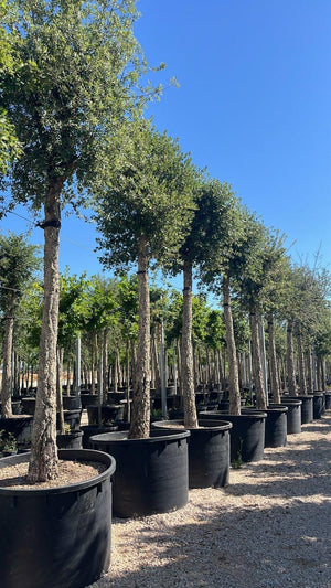 QUERCUS S. SUBER
