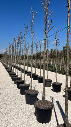 TILIA CORDATA GREENSPIRE