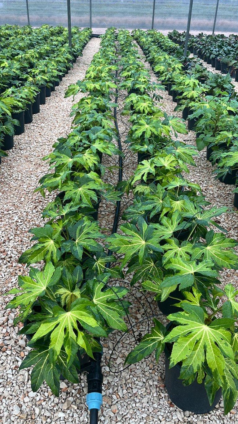 FATSIA JAPONICA CAMOUFLAGE