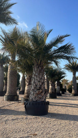 JUBAEA CHILENSIS
