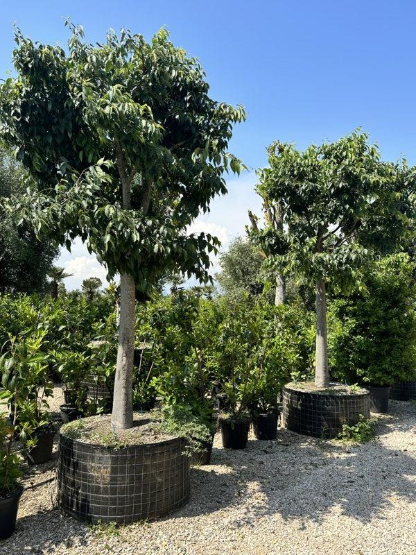 CELTIS AUSTRALIS