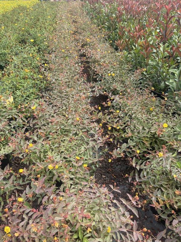 HYPERICUM MOSERIANUM TRICOLOR