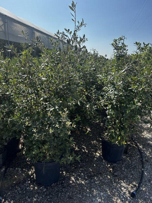 QUERCUS S. ILEX