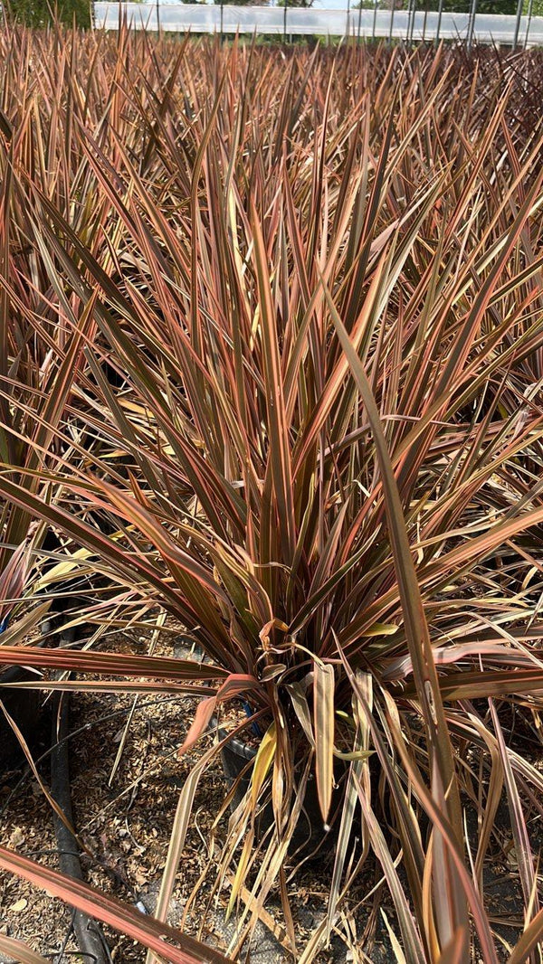 PHORMIUM TENAX SUNDOWNER