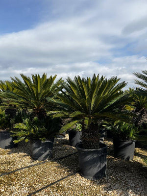 CYCAS REVOLUTA