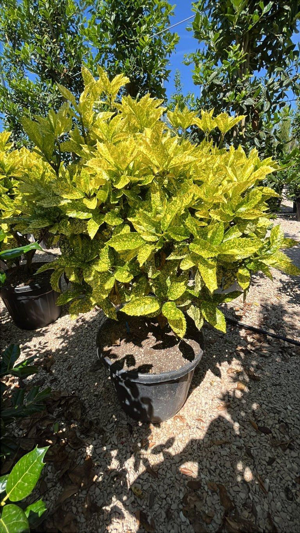 ACUBA JAPONICA CROTONIFOLIA