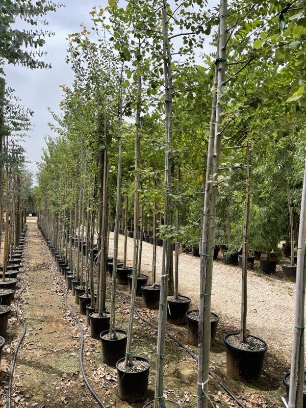 POPULUS TREMULA