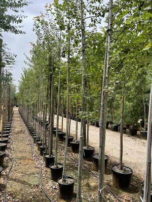 POPULUS TREMULA