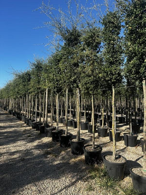 QUERCUS S. SUBER