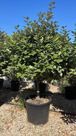 ELAEAGNUS X EBBINGEI