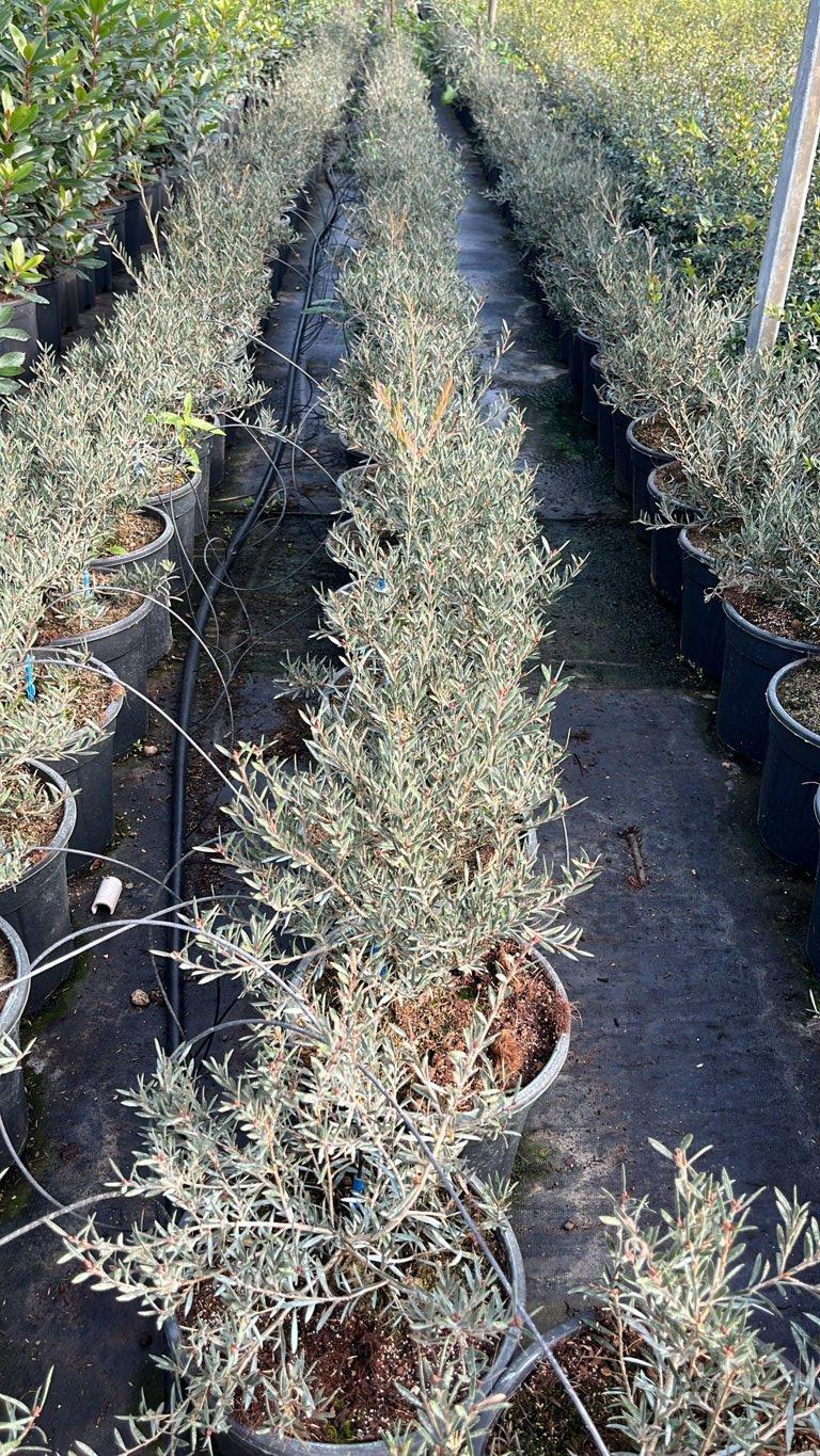 CALLISTEMON HONEYPOT