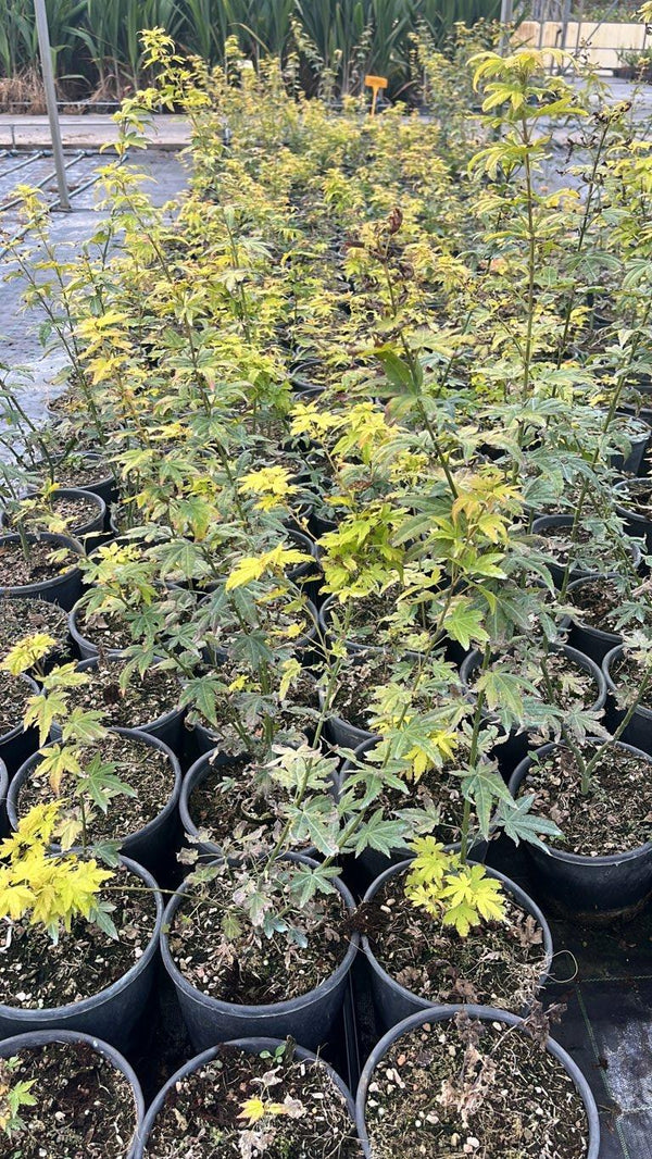 ACER PALMATUM ORANGE DREAM