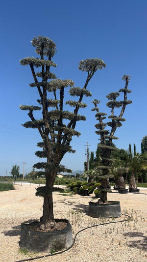 OLEA EUROPEA CIPRESSINO