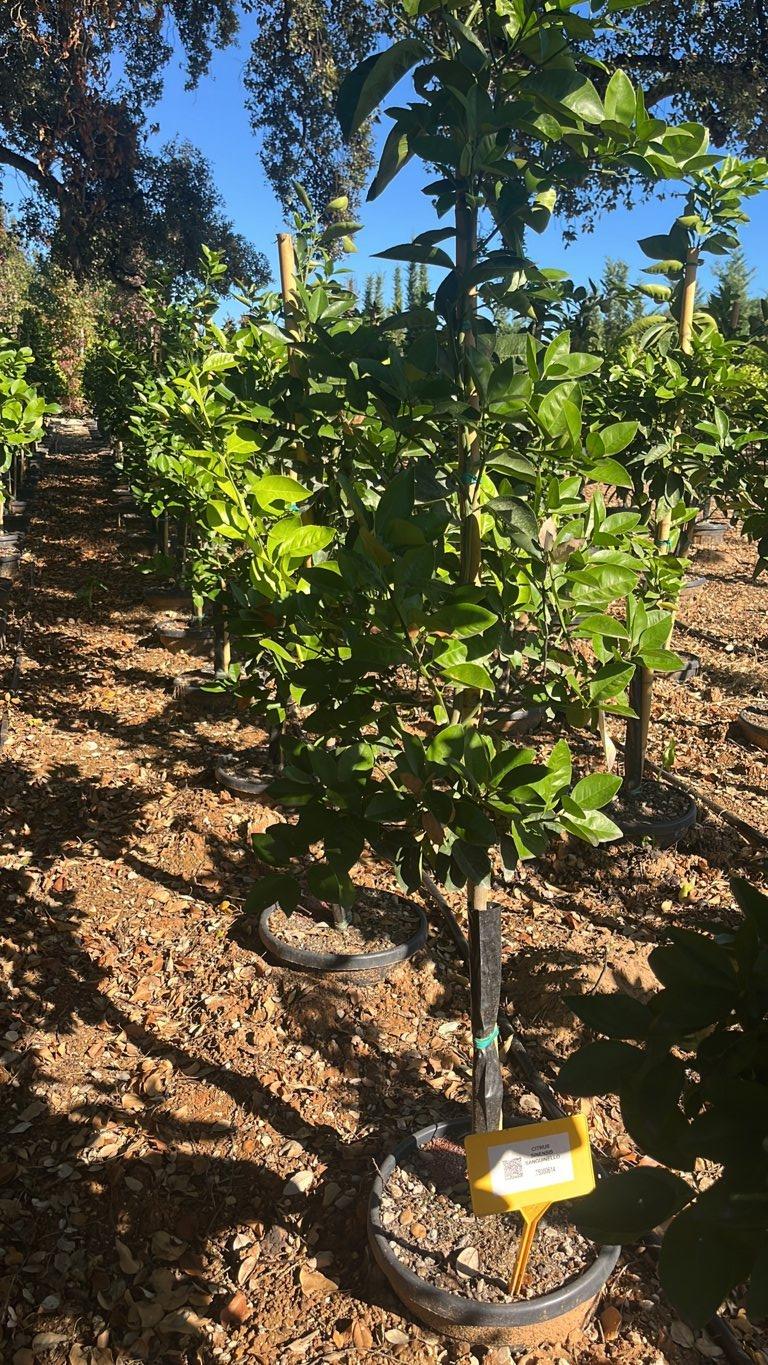 CITRUS SINENSIS SANGUINELLO