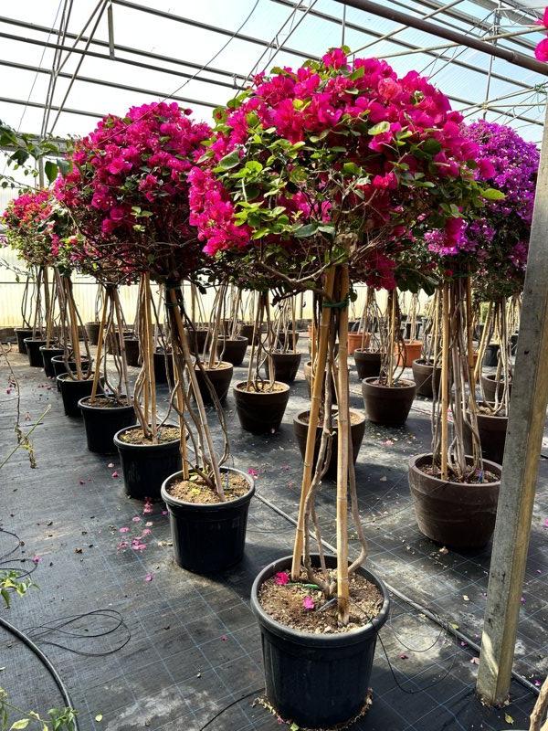 BOUGAINVILLEA CALIFORNIANA IN VARIET