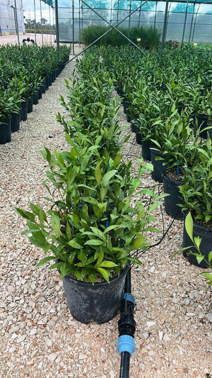 RUSCUS HYPOGLOSSUM