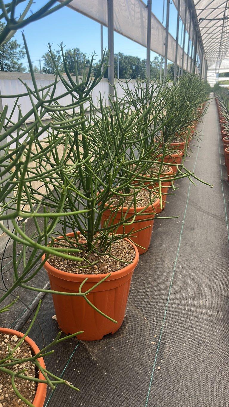 EUPHORBIA TIRUCALLI