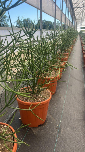 EUPHORBIA TIRUCALLI