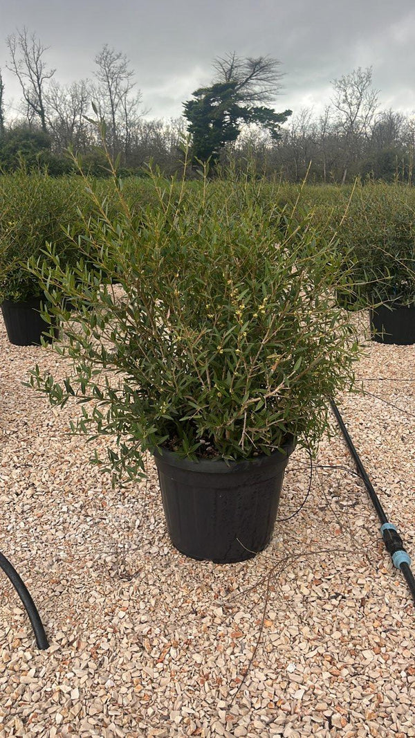 PHYLLIREA ANGUSTIFOLIA
