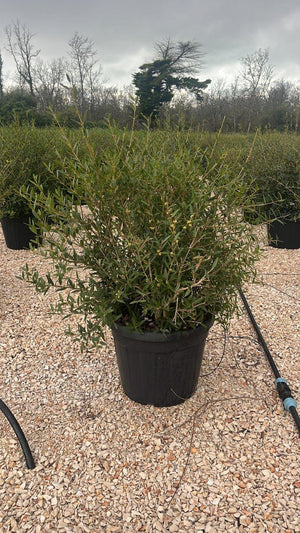 PHYLLIREA ANGUSTIFOLIA