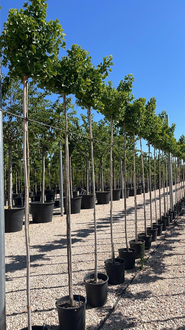 GINKGO BILOBA GLOBE