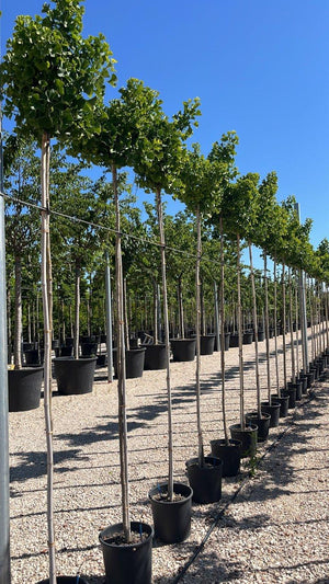 GINKGO BILOBA GLOBE
