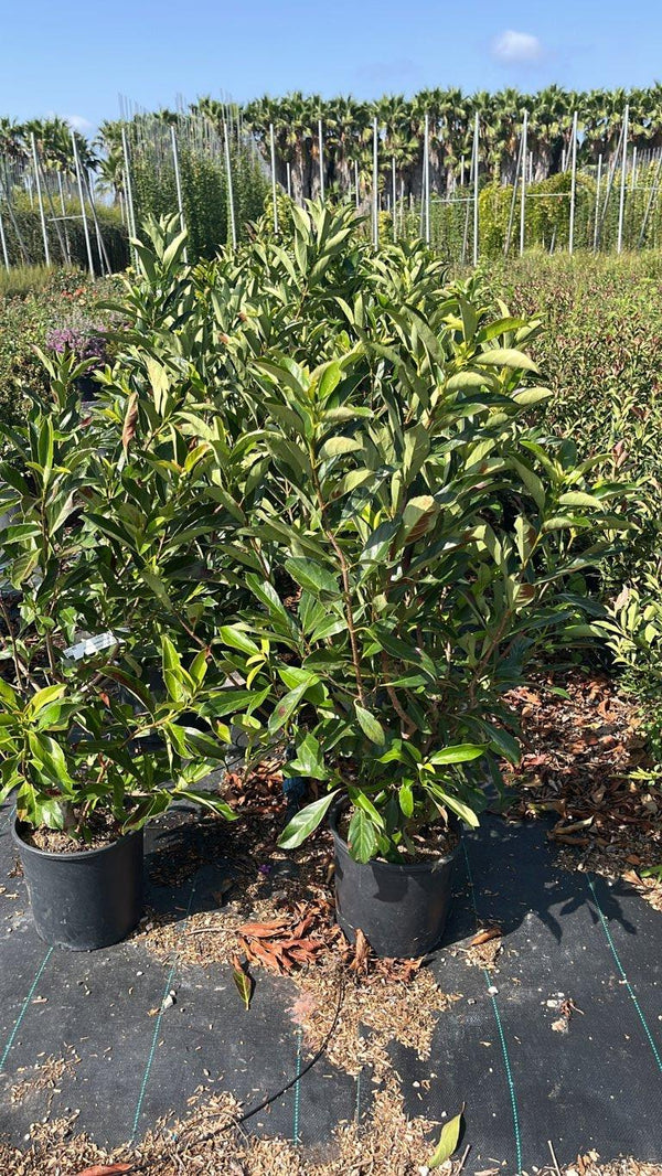 VIBURNUM ODORATISSIMUM COPPERTOP