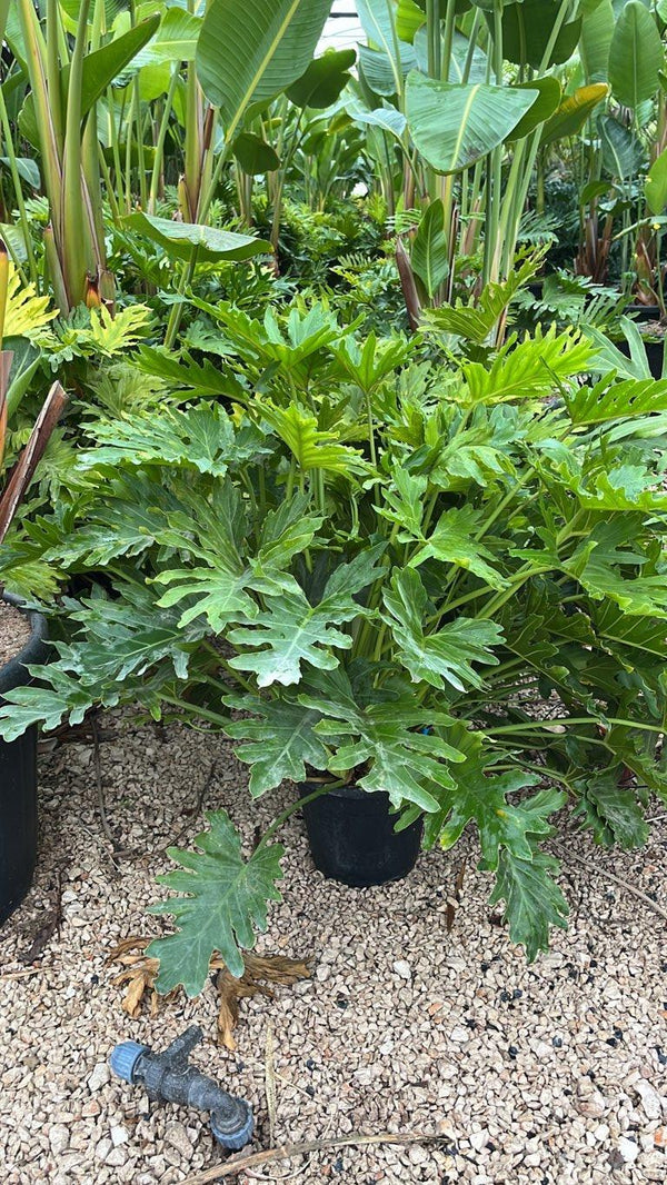 PHILODENDRON BIPINNATIFIDUM SHANGRI LA