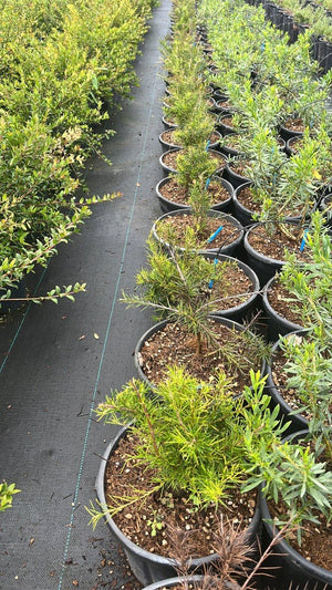 GREVILLEA JUNIPERINA