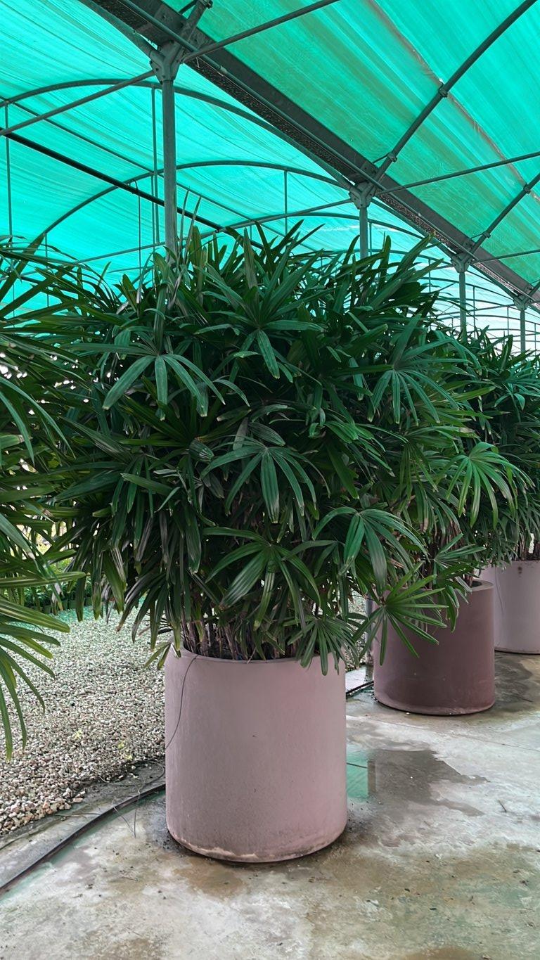 RHAFIS EXCELSA