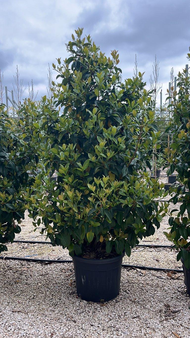 VIBURNUM LUCIDUM