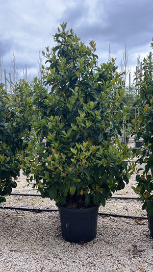 VIBURNUM LUCIDUM