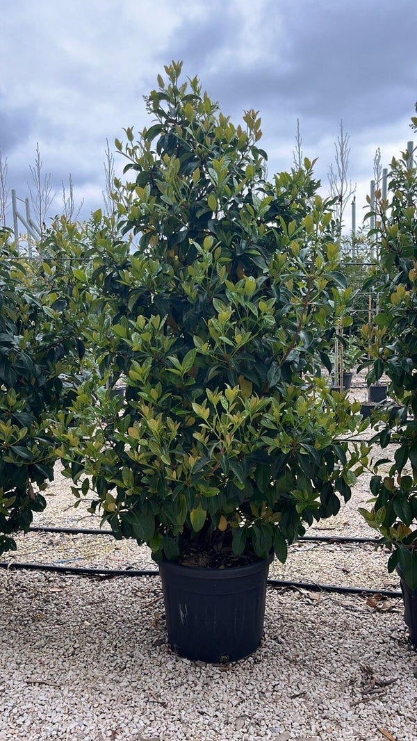 VIBURNUM LUCIDUM
