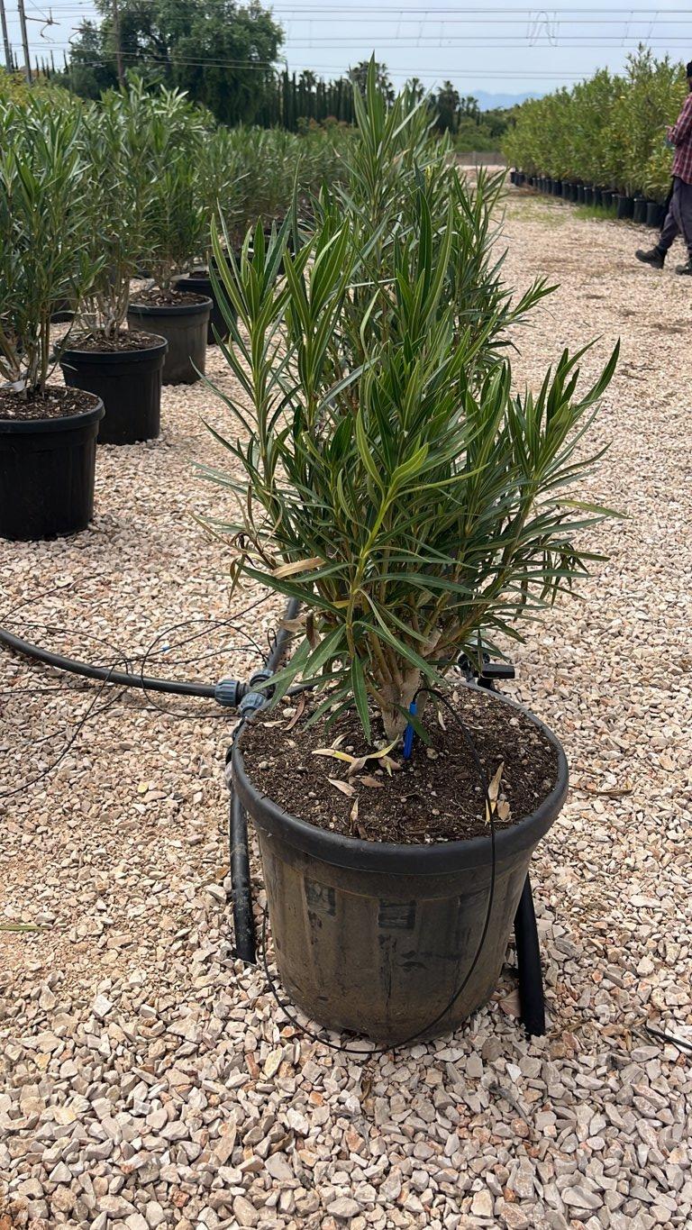 NERIUM OLEANDER PETIT WHITE