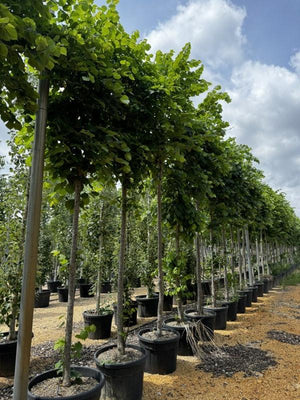 TILIA PLATYPHYLLOS