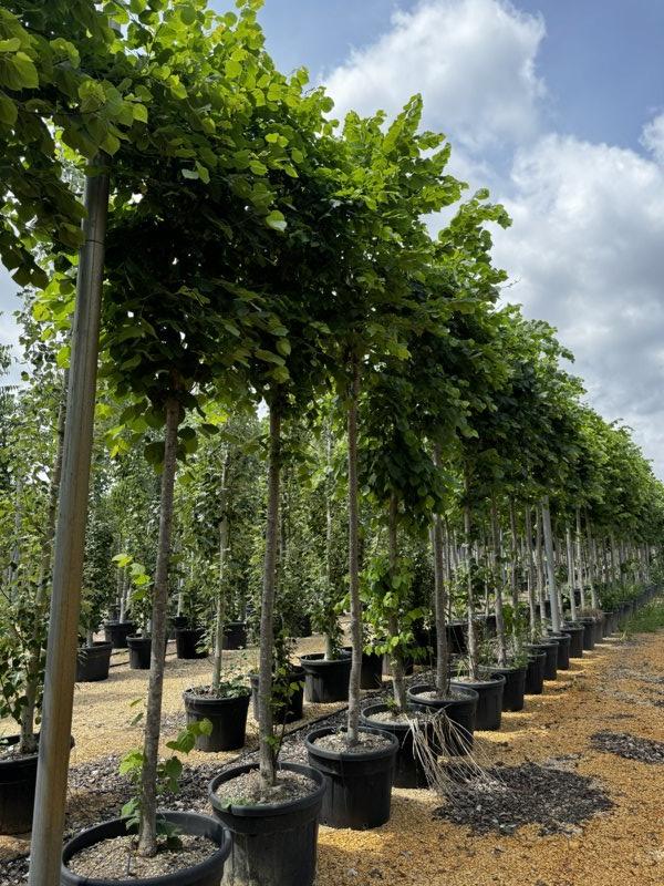 TILIA PLATYPHYLLOS